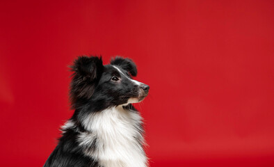 Shetland sheepdog breed on red background in studio. Sheltie dog. Pet training, cute dog, smart dog