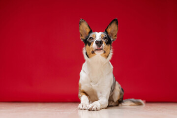 Border collie dog breed on red background. Pet training, cute dog, smart dog. Funny dog