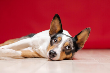 Border collie dog breed on red background. Pet training, cute dog, smart dog. Funny dog