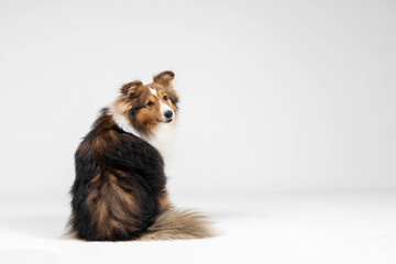 Shetland sheepdog breed on white background in studio. Sheltie dog. Pet training, cute dog, smart...