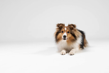 Shetland sheepdog breed on white background in studio. Sheltie dog. Pet training, cute dog, smart...