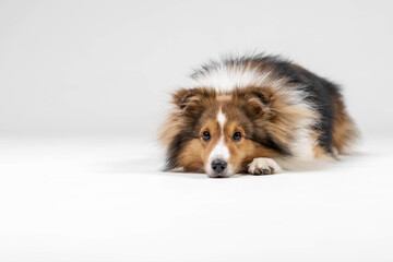 Shetland sheepdog breed on white background in studio. Sheltie dog. Pet training, cute dog, smart...