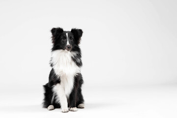 Shetland sheepdog breed on white background in studio. Sheltie dog. Pet training, cute dog, smart dog