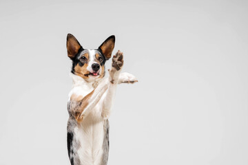 Border collie dog breed on white background in studi. Pet training, cute dog, smart dog