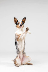 Border collie dog breed on white background in studi. Pet training, cute dog, smart dog