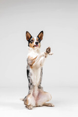 Border collie dog breed on white background in studi. Pet training, cute dog, smart dog