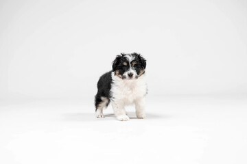 Adorable tricolor terrier puppy looking at the camera with shiny dark eyes. Little cuddle puppy