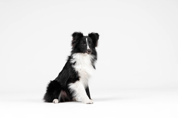 Shetland sheepdog breed on white background in studio. Sheltie dog. Pet training, cute dog, smart dog