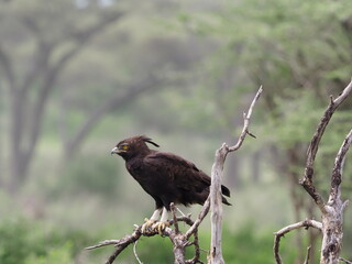 Long Crested Eagle