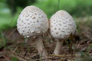 毒キノコ（オオシロカラカサタケ）