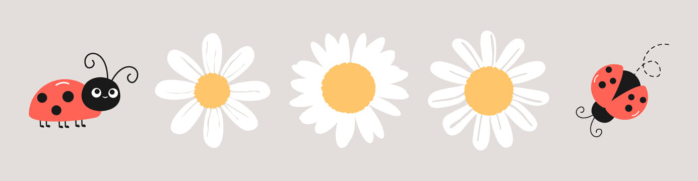 Set of daisy flower and lady bug on grey background vector illustration. Cute childish print.