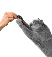 Obraz premium The cat on its hind legs reaches for a treat.