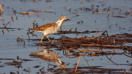 fighting bird in the frozen water, Ruff, Calidris pugnax	