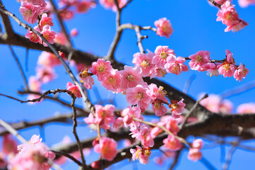 3月小春日和の可愛い梅の花