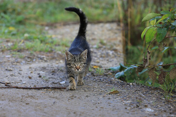 cat walk in garden
