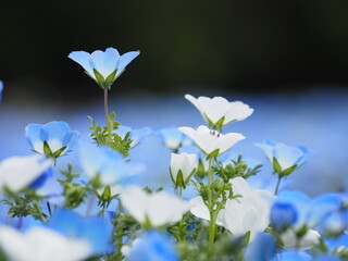 ネモフィラ, 
Nemophila