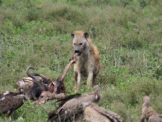Spotted hena with wildebeest carcass
