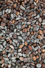 Cocoas seeds. Uganda.