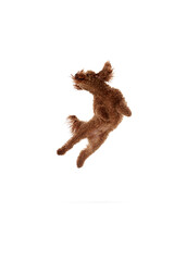 Dynamic portrait of active playful red-brown Poodle dog jumping and flying over white background. Concept of fashion, beauty, health and motion