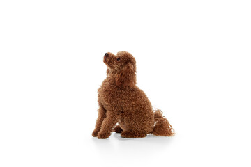 Studio shot of adorable curly red-brown poodle dog isolated over white studio background. Pet looks happy, healthy and groomed. Concept of animal care, vet, fashion, ad