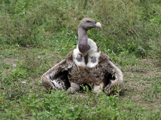 Vultures in the Serengeti