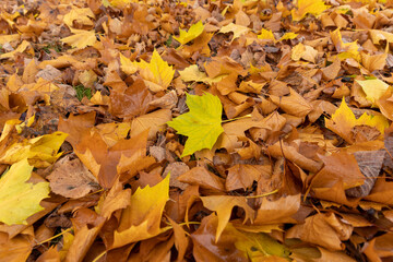 cloudy weather in late autumn with yellowed fallen leaves