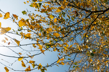 Yellowing birch foliage in October