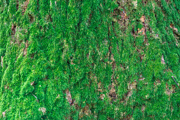 zielony mech na korze drzewa jako tło - obrazy, fototapety, plakaty