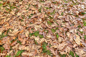 Fallen oak foliage in the autumn season