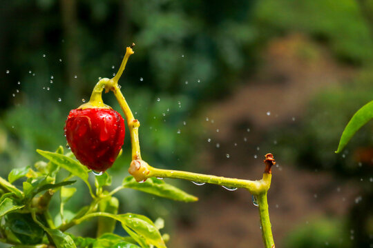 Primo piano di una pianta di peperoncino rosso nell'orto in giardino, giardinaggio e natura