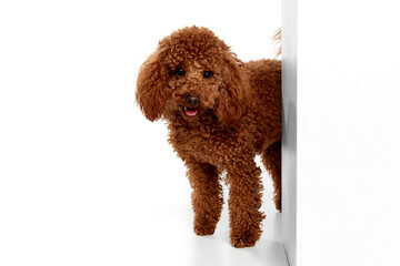 Cute red-brown poodle dog posing over white studio background. Pet looks happy, healthy and groomed. Concept of animal care, vet, fashion, ad