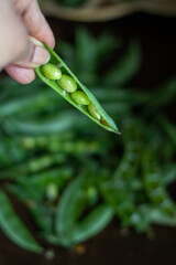 Avarekai | Avarekalu | Hyacinth Bean OR Flat beans. A South Indian winter seasonal bean/sprout. 