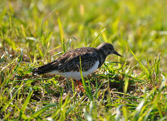 Baby seagull perched on the ground among the herbs looking for food, garden by the sea