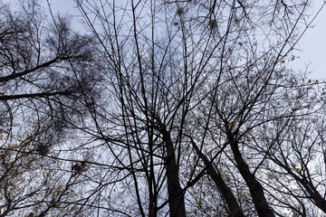 Dull orange foliage on trees in autumn cloudy weather