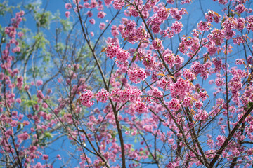 Wild Himalayan Cherry or Sour cherry (Prunus cerasoides) with blue sky, Royal agricultural Research Center (Khun Wang) located in Chiang Mai province.