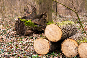 Henryk Niestr&oacute;j