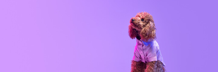 Portrait of charming brown Poodle dog wearing animal clothes posing over purple background in neon...