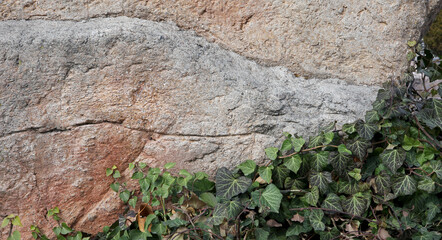 stone wall texture with green ivy