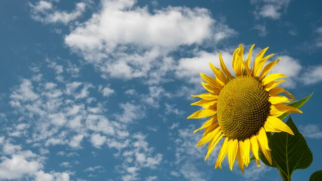 Monferrato, Piemonte, Italia - 19 Luglio 2021:.Girasole in campo di girasoli. La fioritura dei girasoli, fiori di un giallo brillante nella campagna del Piemonte in Italia. Filmato.