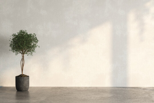 Olive plant in the beside the wall with sun light shine in showing beautiful shadow on white empty wall. Background, mockup, backdrop, green, houseplant decoration. 3D Rendering