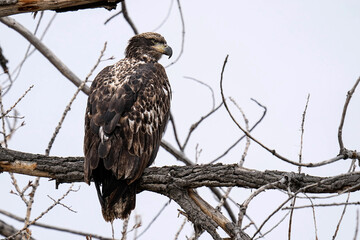 Juvenile Bald Eagle