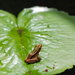 Small endemic frog Brown Mantella (Mantidactylus melanopleura), species of small frog in the Mantellidae family sits on a green lotus leaf in Thailand 