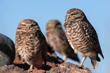 Burrowing Owls - Arizona