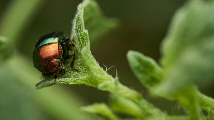 Details of a metallic red and green bug.
