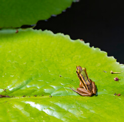 Small endemic frog Brown Mantella (Mantidactylus melanopleura), species of small frog in the Mantellidae family sits on a green lotus leaf in Thailand
