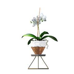 decorative flowers and plants for the interior, isolated on white background, 3D illustration, cg render