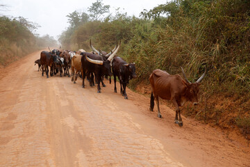 Cattle on a road. Uganda.