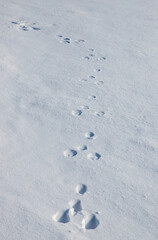 The tracks of a rabbit on the snow