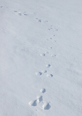 Wild rabbit tracks on the snow