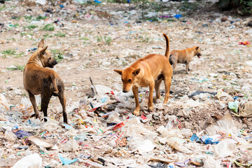 Obraz premium big garbage dump,The huge waste pile extends into the garbage mountain.That is product from the petrochemical industry.Plastic is a necessary and cheap packaging for food.select focus.dogs eat scraps.
